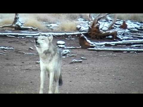 Gray Wolf Howling