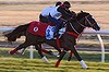 Bande, from the Yoshito Yahagi stable in Japan, gallops on the course proper during a trackwork session at Werribee.