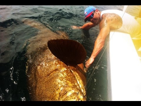 LARGEST GOLIATH GROUPER EVER ON YOUTUBE! CHEW ON THIS