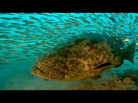 Jonathan Bird's Blue World: Goliath Grouper