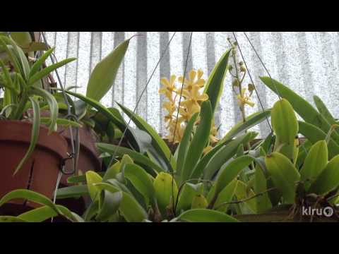 Orchid greenhouse|Monica Gaylord|Central Texas Gardener