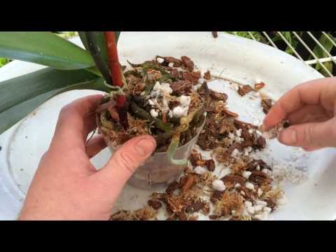 Easy Orchid Care: Repotting a Phalaenopsis with Rotten Roots / Steps to save an Orchid with no roots