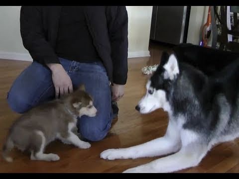 Laika meets Mishka & Moki!