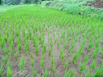 Paddy field-food grain crop-rice farm-India.