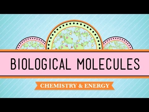 Biological Molecules - You Are What You Eat: Crash Course Biology #3