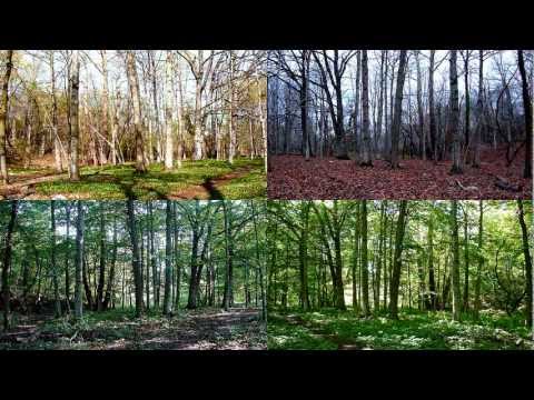 FOUR SEASON FOREST FUGUE - TIME LAPSE (LOVE & RESPECT - HELEN O'HARA)