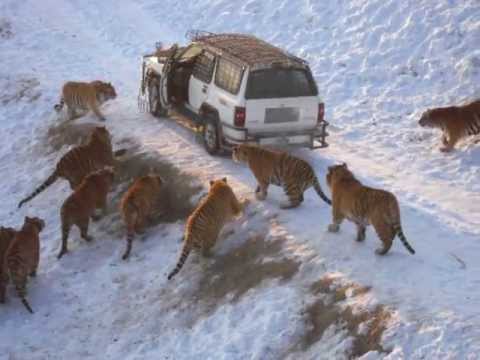 Harbin Tiger Park (tiger leaps 20 feet for pheasant)