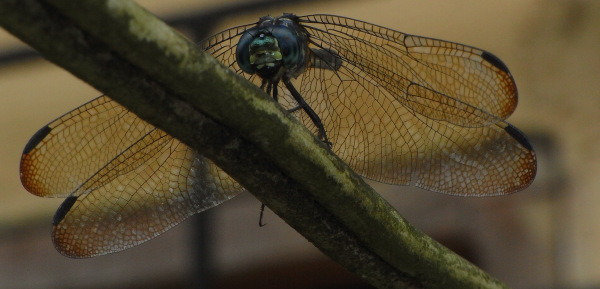 A Dragonfly on a wire