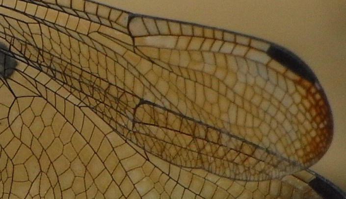 The pattern of a Dragonfly wing