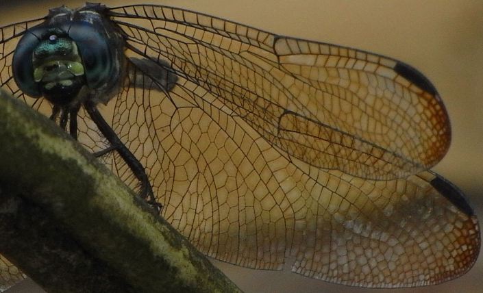 The wing of a Dragonfly