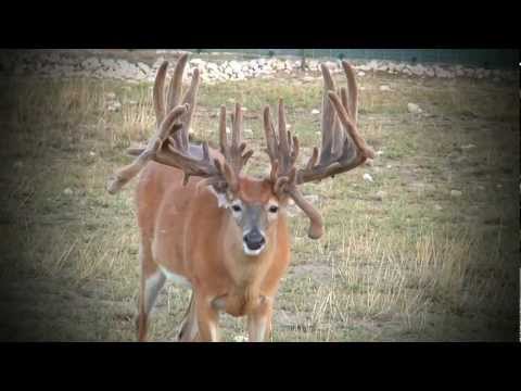 Whitetail Sales Deer Farms | Kevin Grace