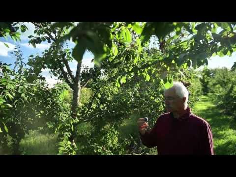 Miracle Farms, a 5-acre commercial permaculture orchard in Southern Quebec, Canada