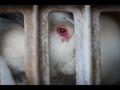 Cruelty exposed inside rabbit farms linked to the UK | Animal Equality Investigation