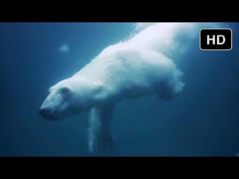 Underwater Adventure in the Arctic Ocean - The Extremes of IMAX 3D Movie-Making