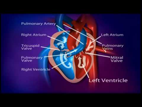 Children with CHD - How does a healthy heart work?