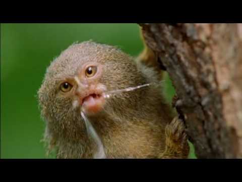 Natural World - Clever Monkeys (Part 1/6)