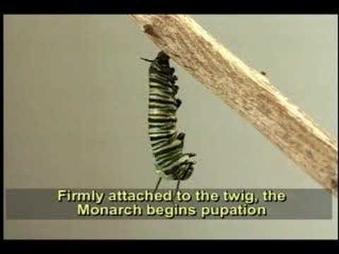 Amazing Life Cycle of a Monarch Butterfly