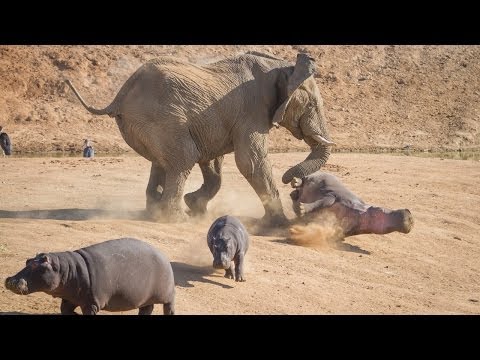 Elephant Vs. Hippo: Extremely Rare Images Show Attack