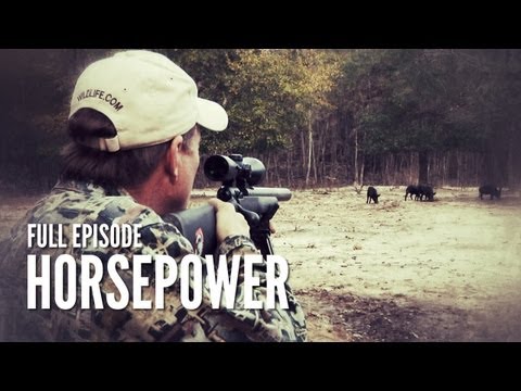 Texas Hog Hunting with Suppressed Rifle | Horsepower