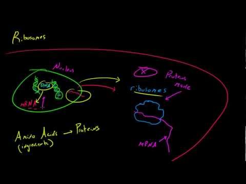 Biology Lecture - 21 - Ribosomes