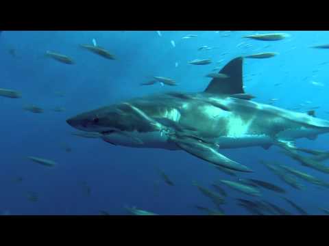 IMAX - Sharks (2004) (HD)