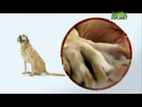 Dogs 101 - Labrador Retriever