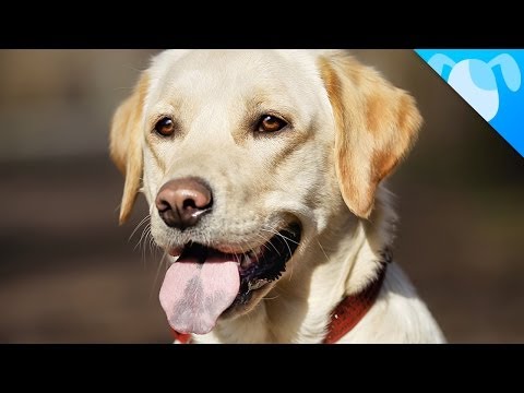 Labrador Facts