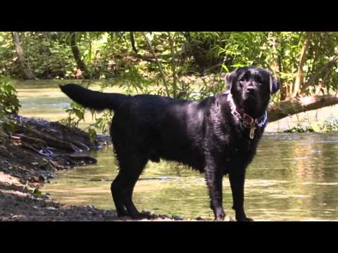 Colors & Types of Labrador Retrievers : Dog Care Tips