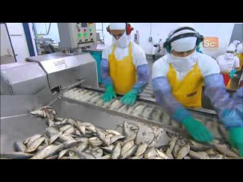 How It's Made -  Canned Sardines