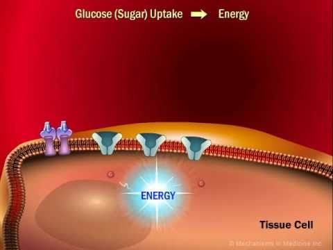 The Role of Insulin in the Human Body