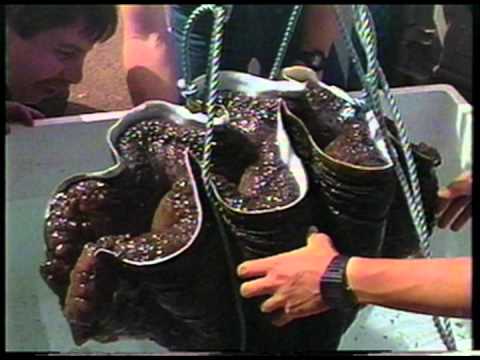 Waikiki Aquarium Giant Clam 1982-2012.mov