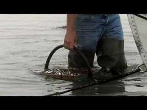 Maine Clam Diggers