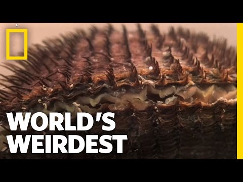 World's Weirdest - Clams vs. the World