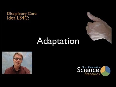 LS4C - Adaptation