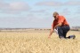 FLOODING and hail has caused widespread crop damage in large parts of Western Australia.