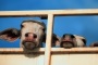 THE live export industry is bracing for more controversy with cruelty footage set to be aired tonight on ABC television.