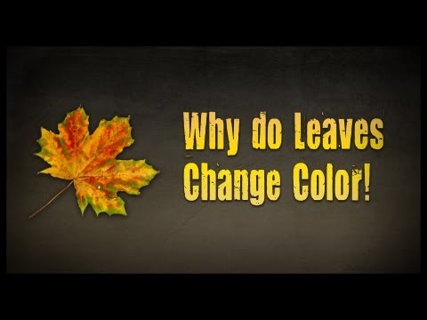 Why Leaves Change Color: Untamed Science