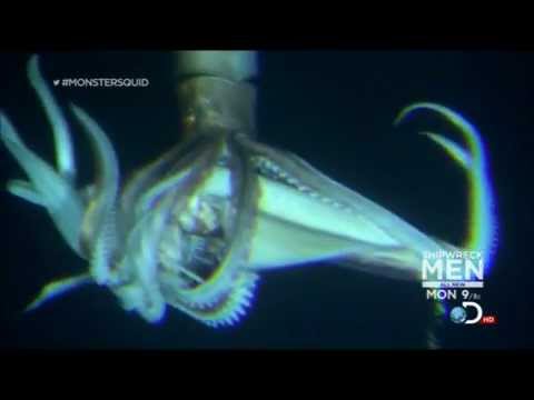 Giant Squid (Architeuthis) footage, January 27, 2013