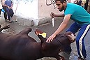 'Animal welfare atrocities' caught on video (Thumbnail)