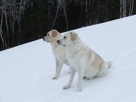 Maremma Pyrenees Livestock Guard Dogs go from play to work in seconds - Old Man Farm