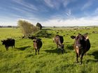 FONTERRA head says the growing Ebola epidemic could cost the company $150 million.