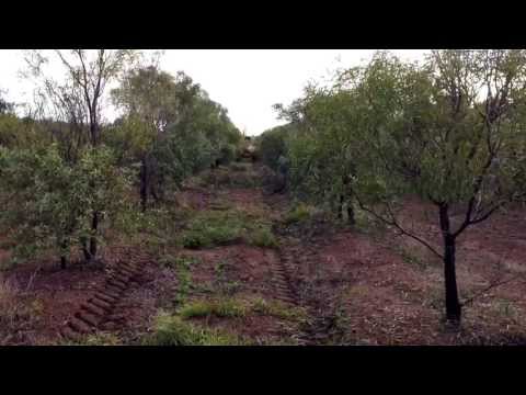 Tree topping in sandalwood plantation