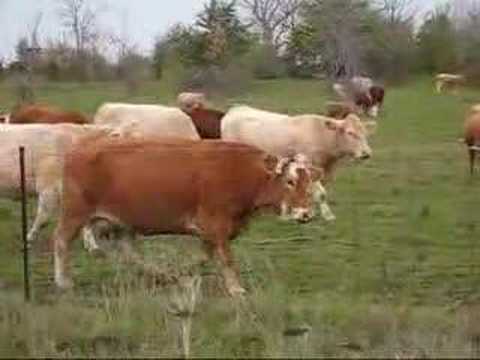 Cows Mooing