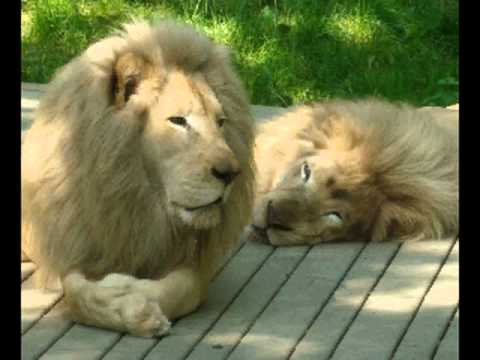 Ned Rorem: Lions