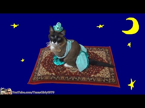 Cat Riding Magic Flying Carpet. #HappyHalloween  I TexasGirly1979