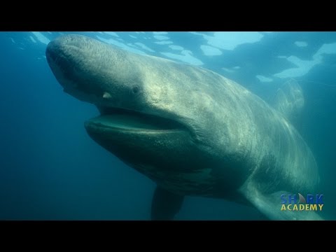 Shark Academy: Basking Sharks