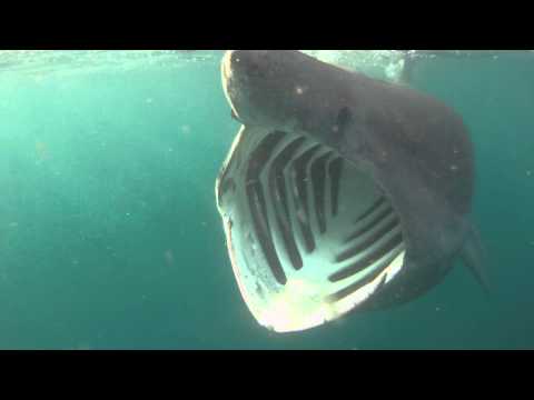 Basking Sharks Cornwall