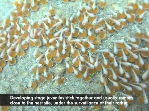 Toadfish (Batrachoididae) babies in Bocas