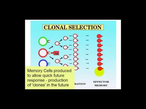 Clonal Selection