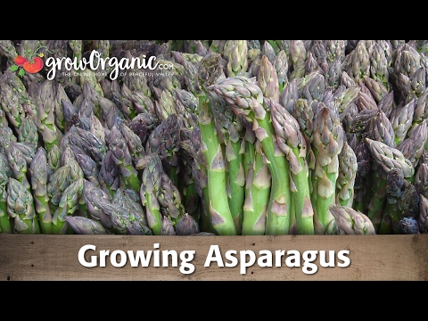 Growing Asparagus